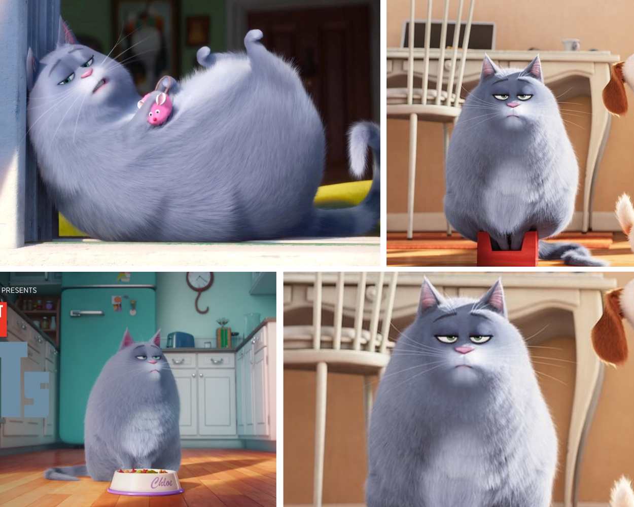 Chloe - Fat Blue Cat Character